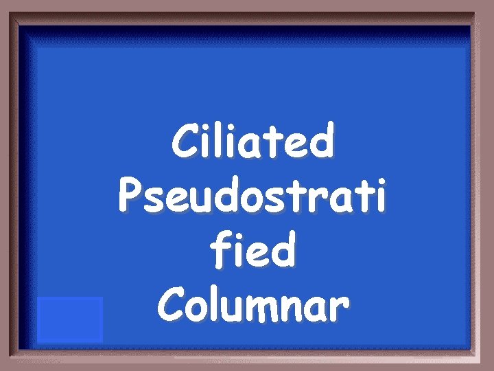 Ciliated Pseudostrati fied Columnar 