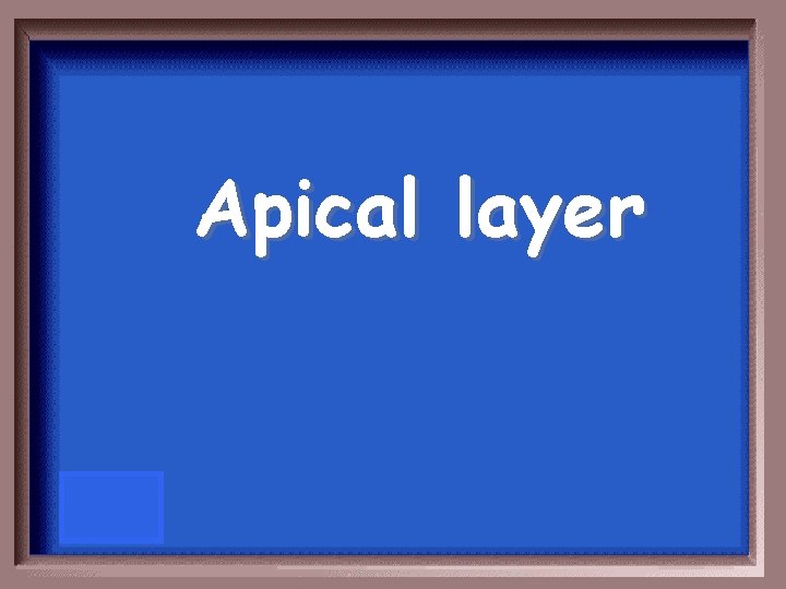 Apical layer 