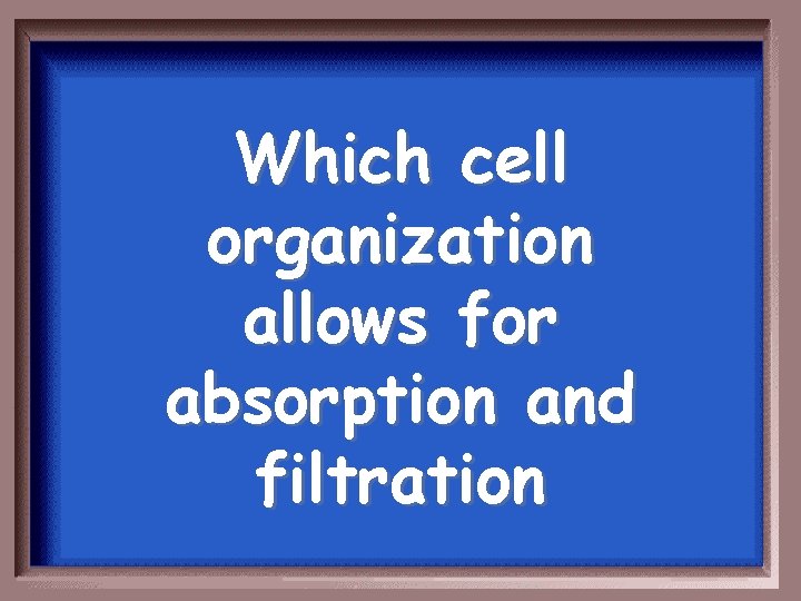 Which cell organization allows for absorption and filtration 