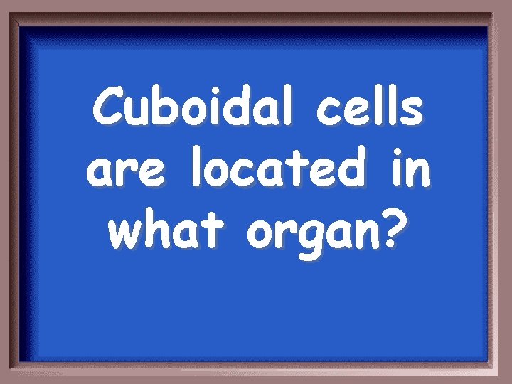 Cuboidal cells are located in what organ? 