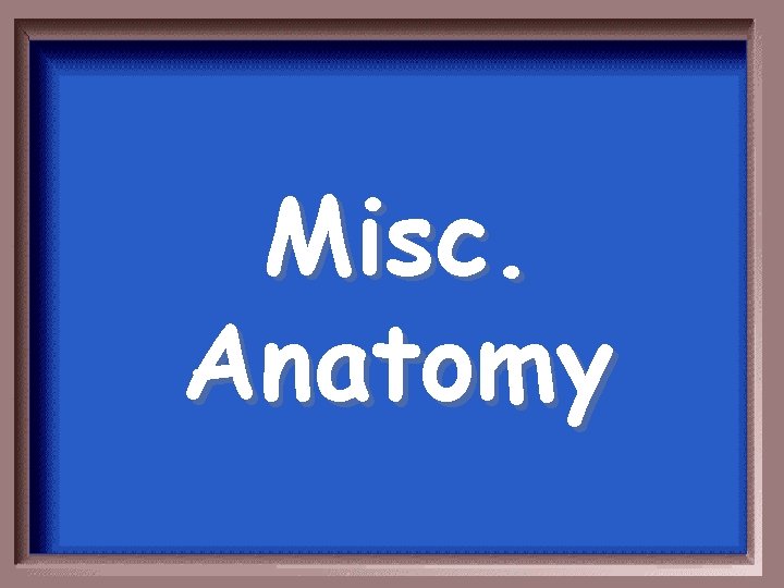 Misc. Anatomy 