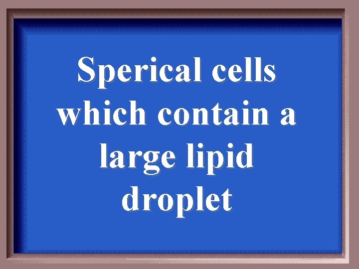 Sperical cells which contain a large lipid droplet 