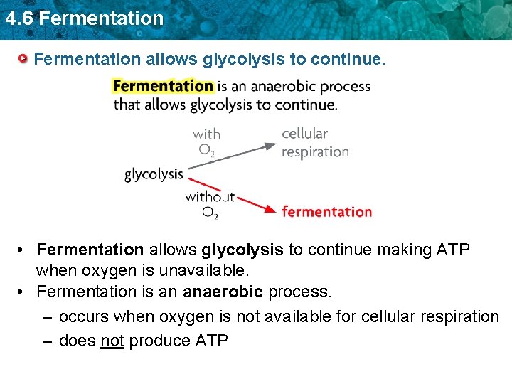 4. 6 Fermentation allows glycolysis to continue. • Fermentation allows glycolysis to continue making