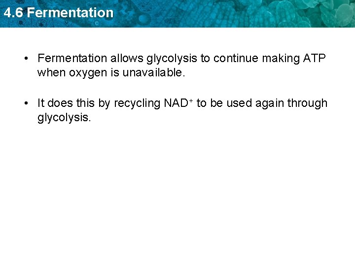 4. 6 Fermentation • Fermentation allows glycolysis to continue making ATP when oxygen is