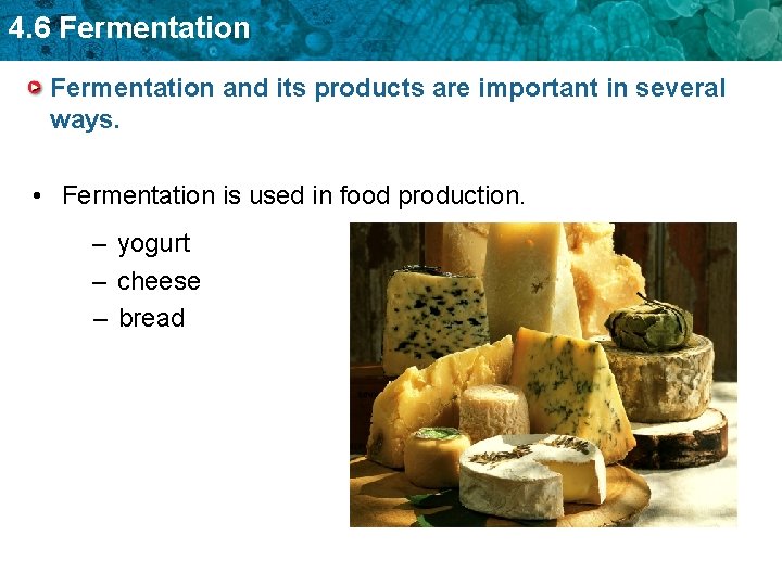 4. 6 Fermentation and its products are important in several ways. • Fermentation is