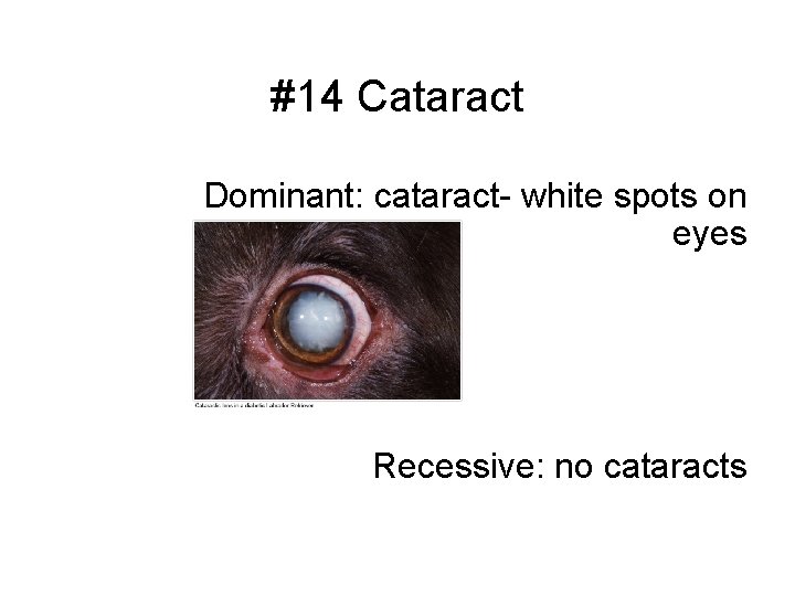 #14 Cataract Dominant: cataract- white spots on eyes Recessive: no cataracts 