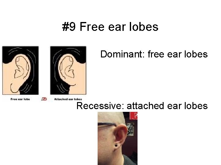 #9 Free ear lobes Dominant: free ear lobes Recessive: attached ear lobes 