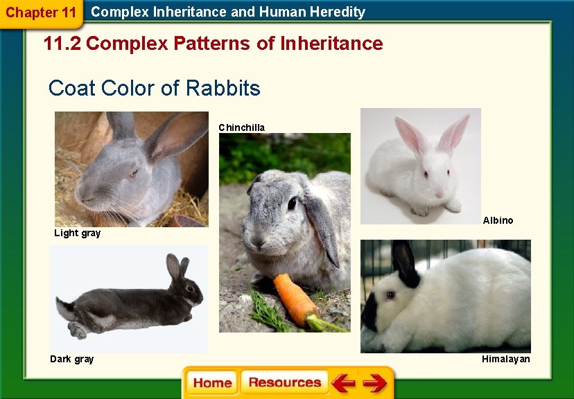 Chapter 11 Complex Inheritance and Human Heredity 11. 2 Complex Patterns of Inheritance Coat