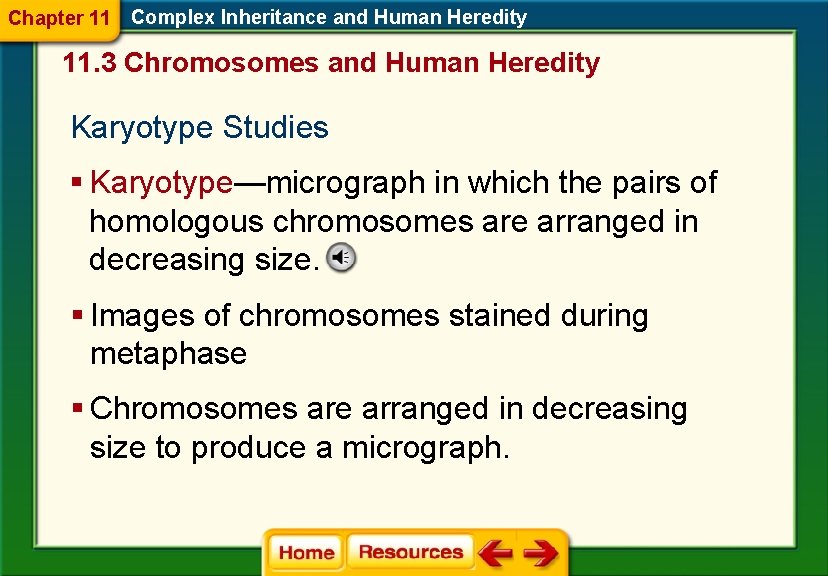 Chapter 11 Complex Inheritance and Human Heredity 11. 3 Chromosomes and Human Heredity Karyotype