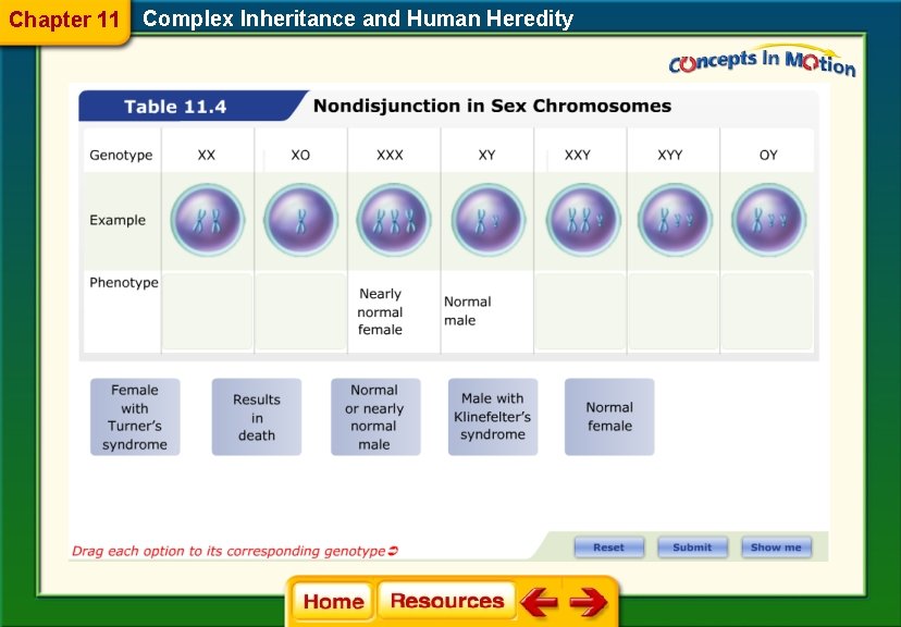 Chapter 11 Complex Inheritance and Human Heredity 