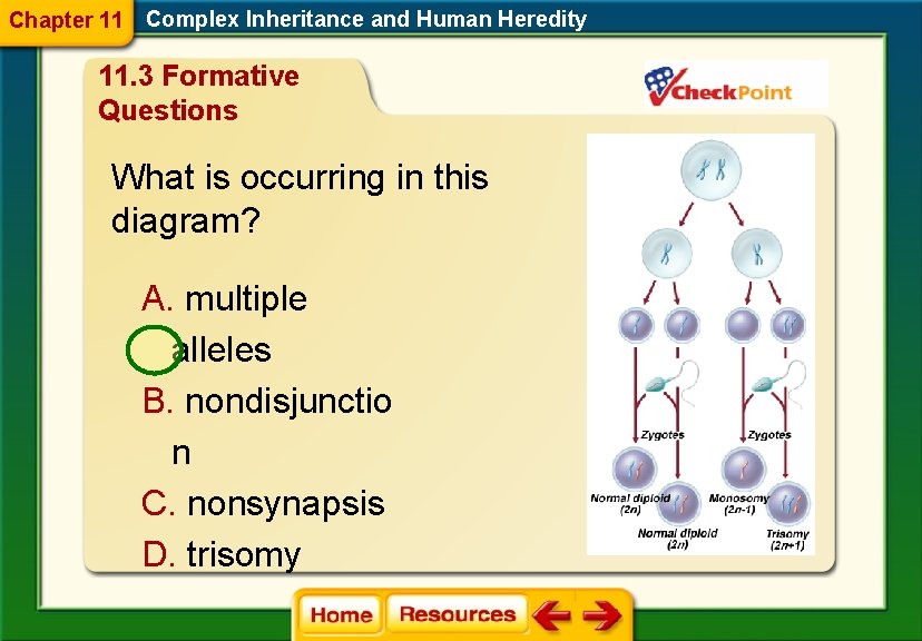 Chapter 11 Complex Inheritance and Human Heredity 11. 3 Formative Questions What is occurring