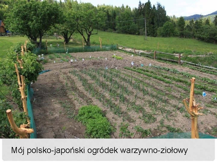 Mój polsko-japoński ogródek warzywno-ziołowy 