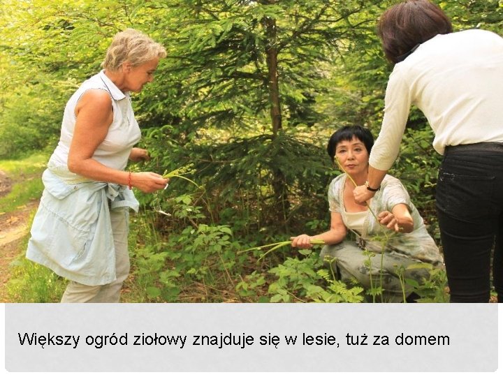 Większy ogród ziołowy znajduje się w lesie, tuż za domem 