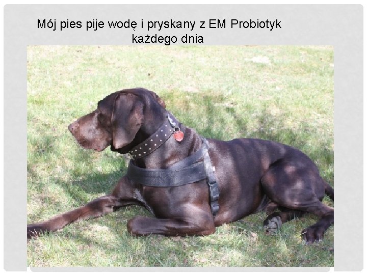 Mój pies pije wodę i pryskany z EM Probiotyk każdego dnia 