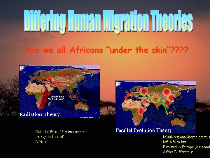 Are we all Africans “under the skin”? ? Out of Africa- 1 st homo