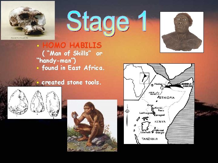 § HOMO HABILIS § created stone tools. ( “Man of Skills” or “handy-man”) §