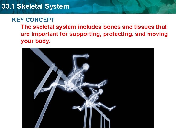 33. 1 Skeletal System KEY CONCEPT The skeletal system includes bones and tissues that