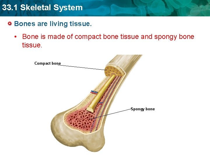 33. 1 Skeletal System Bones are living tissue. • Bone is made of compact