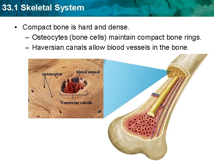 33. 1 Skeletal System • Compact bone is hard and dense. – Osteocytes (bone