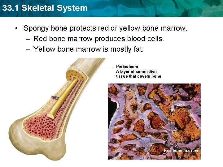 33. 1 Skeletal System • Spongy bone protects red or yellow bone marrow. –