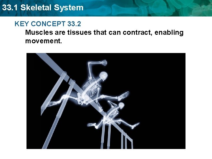 33. 1 Skeletal System KEY CONCEPT 33. 2 Muscles are tissues that can contract,