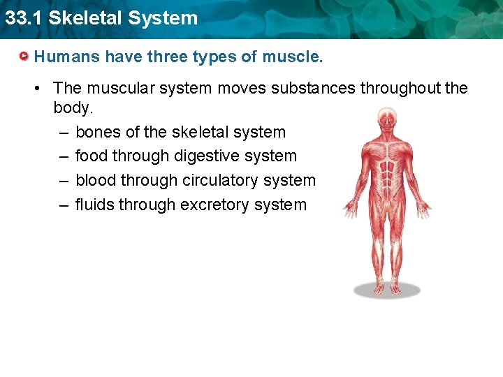 33. 1 Skeletal System Humans have three types of muscle. • The muscular system