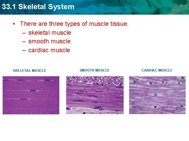 33. 1 Skeletal System • There are three types of muscle tissue. – skeletal