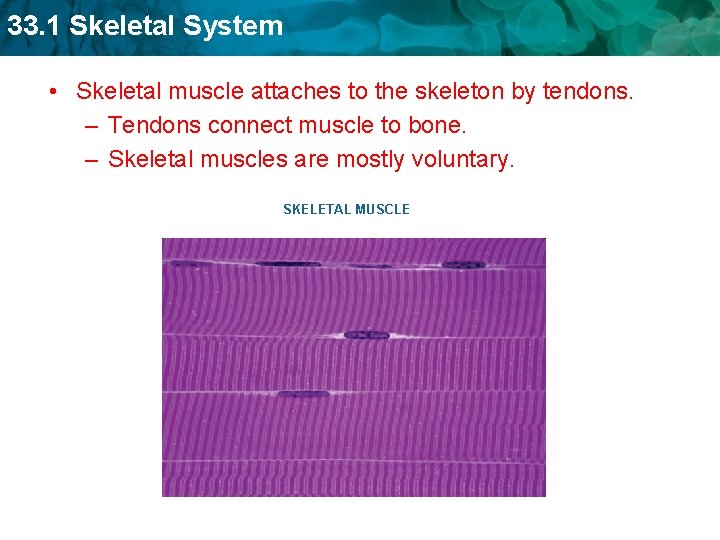 33. 1 Skeletal System • Skeletal muscle attaches to the skeleton by tendons. –
