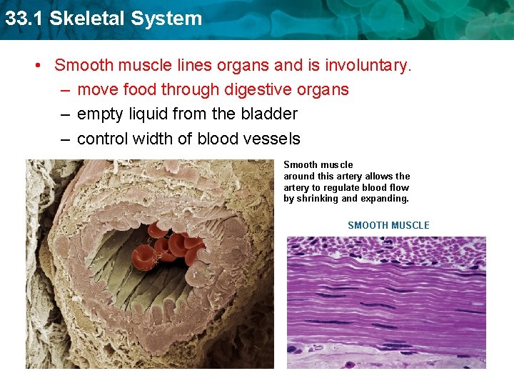 33. 1 Skeletal System • Smooth muscle lines organs and is involuntary. – move