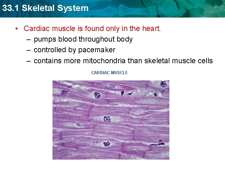 33. 1 Skeletal System • Cardiac muscle is found only in the heart. –