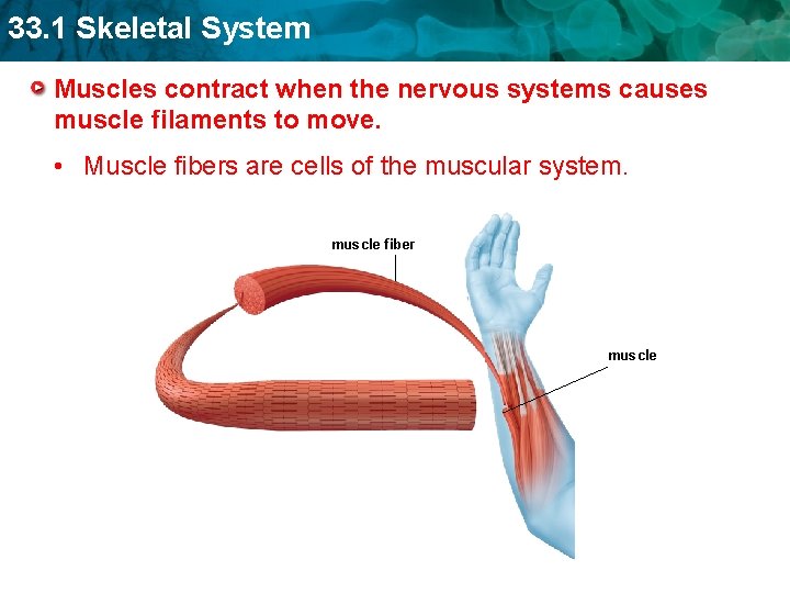 33. 1 Skeletal System Muscles contract when the nervous systems causes muscle filaments to