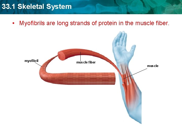 33. 1 Skeletal System • Myofibrils are long strands of protein in the muscle