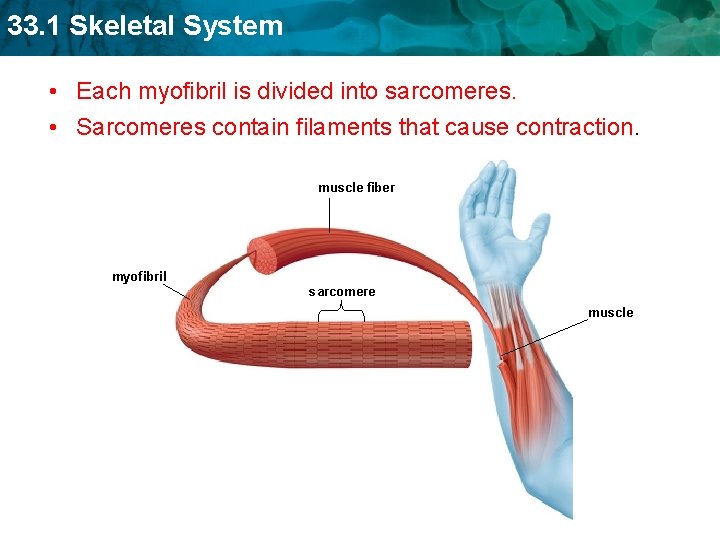 33. 1 Skeletal System • Each myofibril is divided into sarcomeres. • Sarcomeres contain