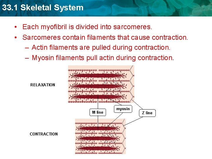 33. 1 Skeletal System • Each myofibril is divided into sarcomeres. • Sarcomeres contain