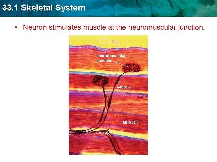 33. 1 Skeletal System • Neuron stimulates muscle at the neuromuscular junction neuron MUSCLE