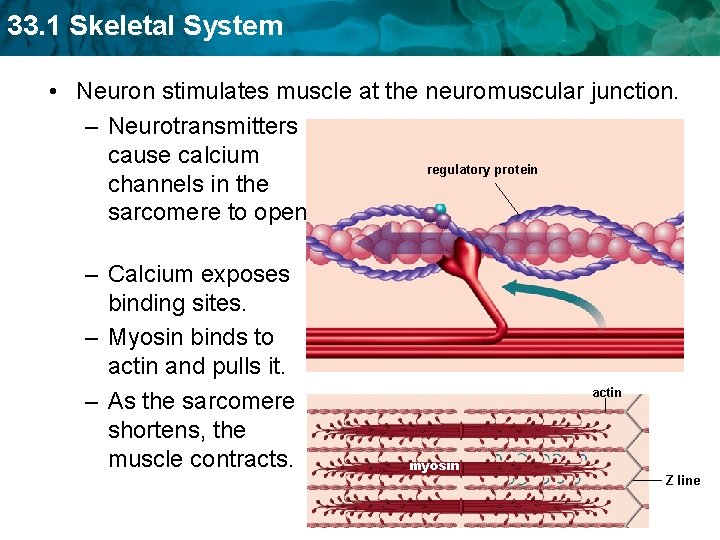 33. 1 Skeletal System • Neuron stimulates muscle at the neuromuscular junction. – Neurotransmitters