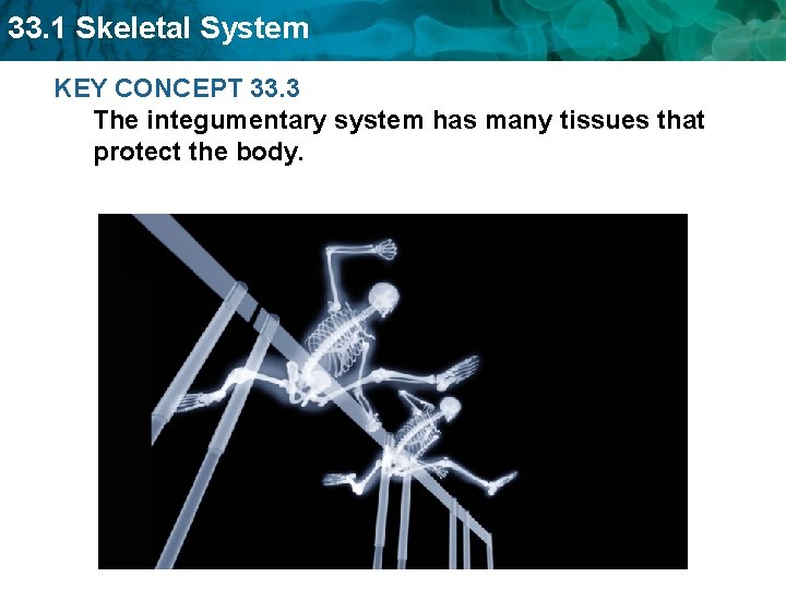 33. 1 Skeletal System KEY CONCEPT 33. 3 The integumentary system has many tissues