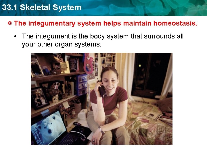 33. 1 Skeletal System The integumentary system helps maintain homeostasis. • The integument is