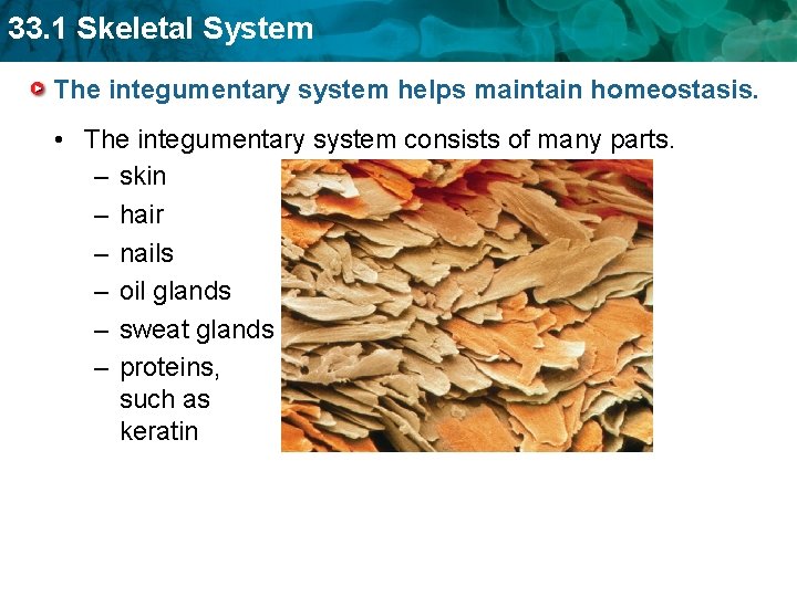 33. 1 Skeletal System The integumentary system helps maintain homeostasis. • The integumentary system