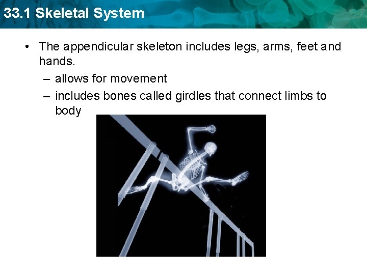 33. 1 Skeletal System • The appendicular skeleton includes legs, arms, feet and hands.