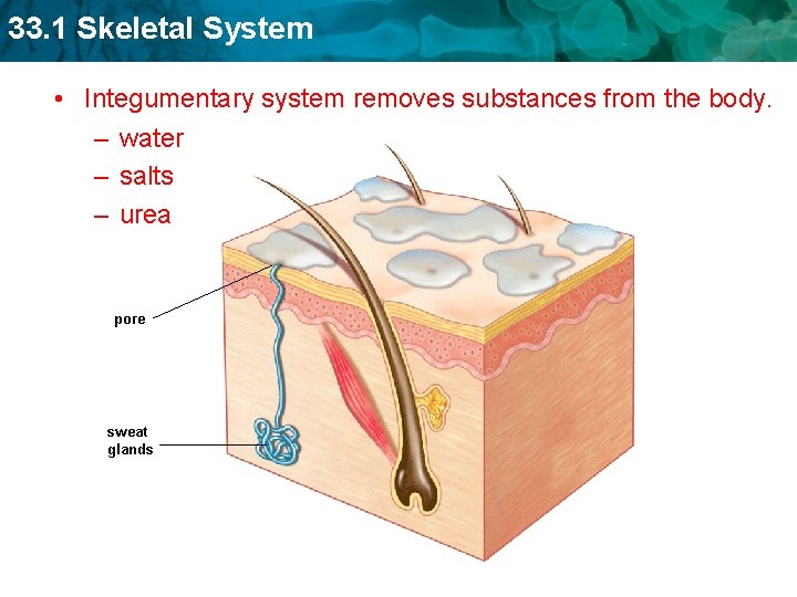 33. 1 Skeletal System • Integumentary system removes substances from the body. – water