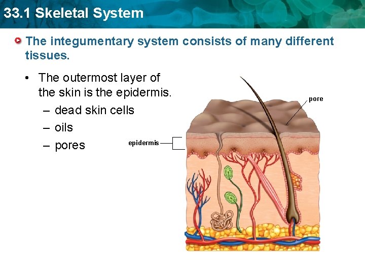 33. 1 Skeletal System The integumentary system consists of many different tissues. • The