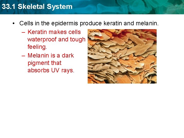 33. 1 Skeletal System • Cells in the epidermis produce keratin and melanin. –