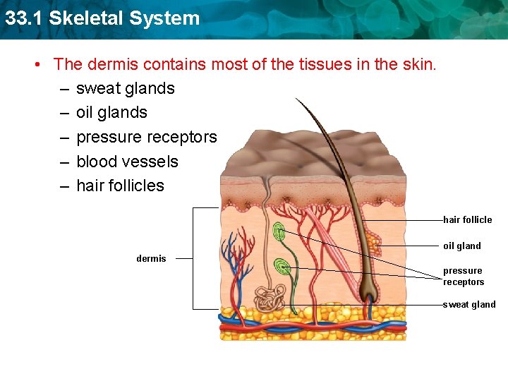 33. 1 Skeletal System • The dermis contains most of the tissues in the
