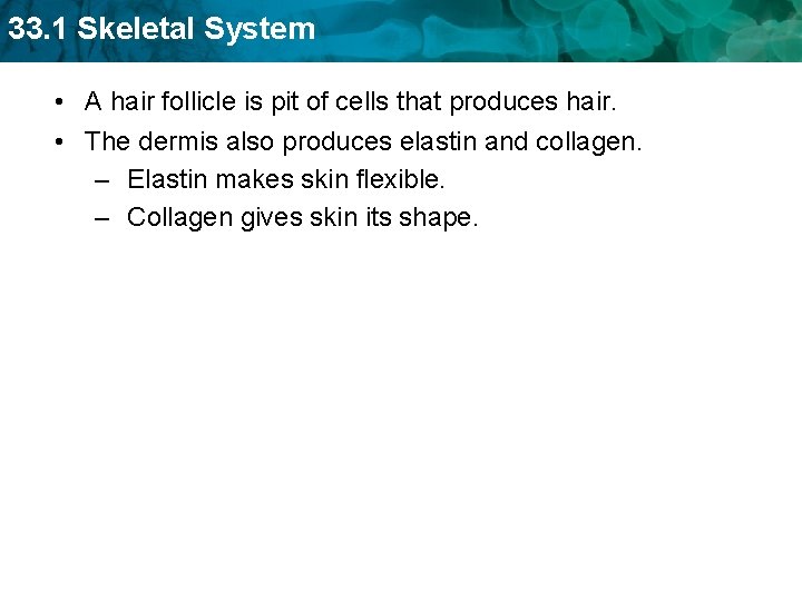 33. 1 Skeletal System • A hair follicle is pit of cells that produces