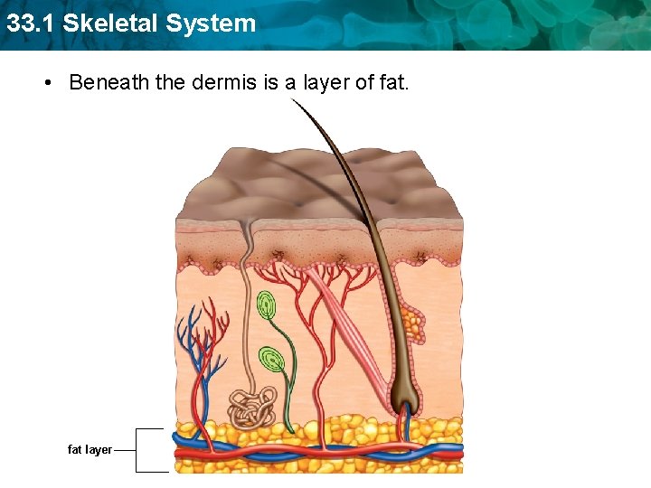 33. 1 Skeletal System • Beneath the dermis is a layer of fat layer