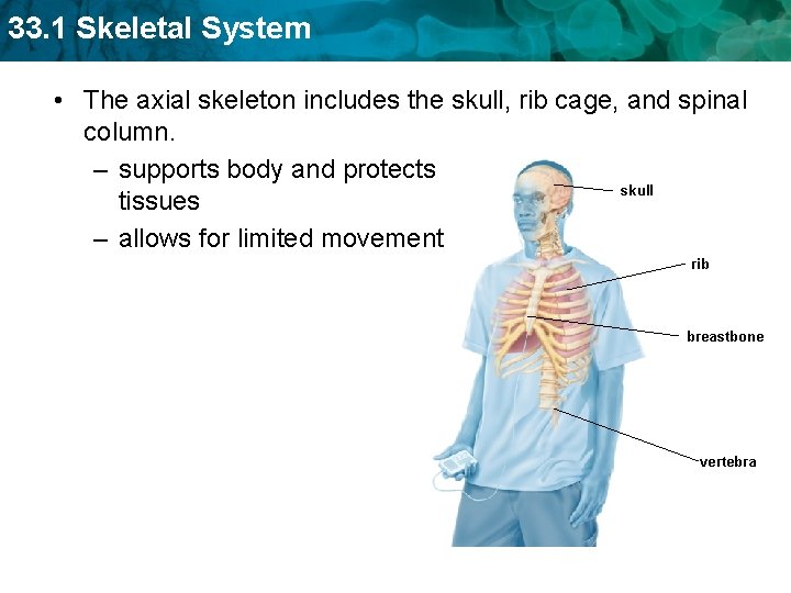 33. 1 Skeletal System • The axial skeleton includes the skull, rib cage, and