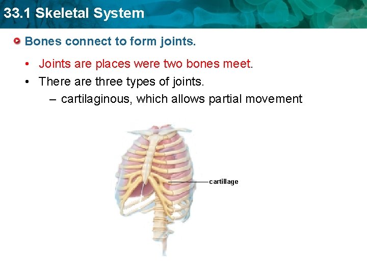 33. 1 Skeletal System Bones connect to form joints. • Joints are places were