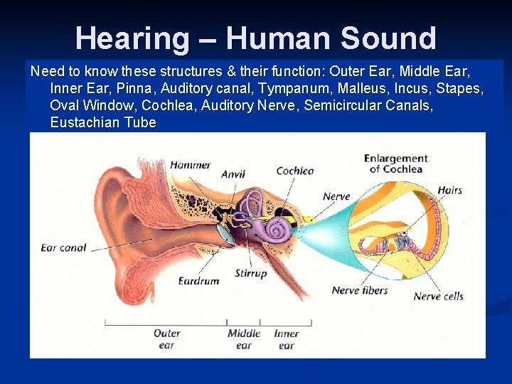 Hearing – Human Sound Need to know these structures & their function: Outer Ear,