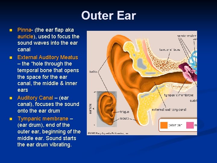Outer Ear n n Pinna- (the ear flap aka auricle), used to focus the